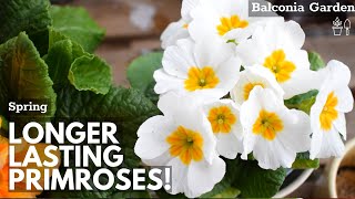 How To Make Primroses Bloom Longer When Grown Indoors 🌿 Balconia Garden [upl. by Oiredised]