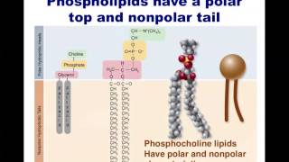 Human Anatomy and Physiology Macromolecules [upl. by Tanitansy]