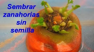 Como sembrar zanahorias sin semillas [upl. by Chen]