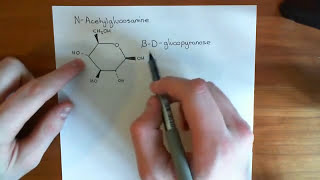 NLinked Glycosylation Part 3 [upl. by Llerrod]