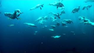 Gannets Plunge into the Sea [upl. by Nert]