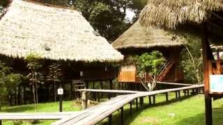 Tour Cuyabeno Reserve Ecuador South America [upl. by Ahsatsana]