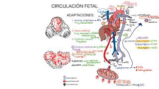 Circulación fetal ACTUALIZACIÓN 2024 [upl. by Dikmen]