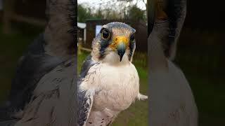 BEAUTIFUL LANNER FALCON [upl. by Arriaet]