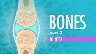 Joints Crash Course Anatomy amp Physiology 20 [upl. by Anihc653]