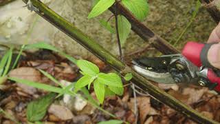 Pruning Perennial Plants Salvia Care [upl. by Eruot791]