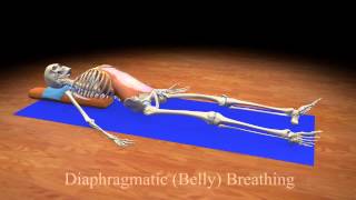 Diaphragmatic Belly Breathing [upl. by Nesmat]