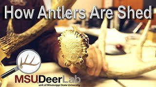 How Antlers Are Shed [upl. by Hassett552]