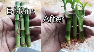 How to grow lucky bamboo from cuttings [upl. by Leahcimauhsoj]