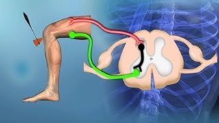 Bewegungssystem Reflexe  Trailer Schulfilm Biologie [upl. by Lymn]