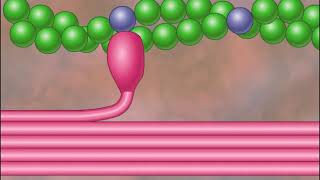 Myofilament Contraction HD Animation [upl. by Boylan455]