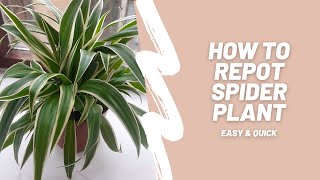 How to repot spider plant  Easy and quick [upl. by Dolphin]