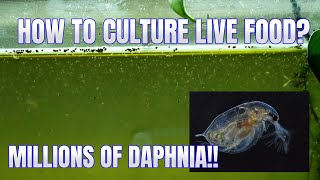 How to Culture Daphnia Secret Method to Breed MILLIONS  Simply Aquatic [upl. by Savadove356]