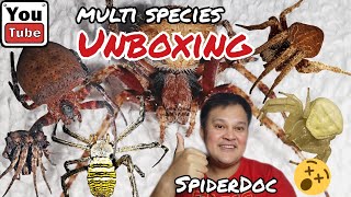 MULTI SPECIES UNBOXING Gagambang Samon Garapitik Kuryente Ekis Camel Tungkuan at Derby Spiders [upl. by Jonah]