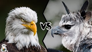 BALD EAGLE VS HARPY EAGLE  Which is the most powerful [upl. by Halivah681]