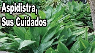 Cuidados de la Planta Aspidistra [upl. by Kirad]