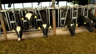 Dairy Farming Documentary [upl. by Llennej]