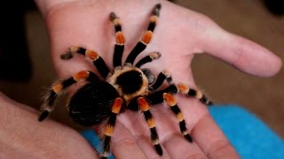 Handling beautiful Mexican Giant Red knee tarantula B annitha Inferion7 [upl. by Attenweiler]