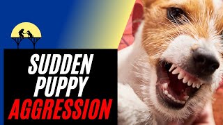 Sudden Puppy Aggression amp How to Stop It tutorial [upl. by Aderb971]