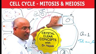 Cell Cycle and Genes  Mitosis amp Meiosis [upl. by Kamat]