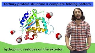 Types of Macromolecules Proteins Nucleic Acids Carbohydrates and Lipids [upl. by Alysoun276]