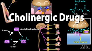 Cholinergic Drugs  Pharmacology Animation [upl. by Veljkov414]