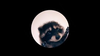 Pedro Pedro Pedro  Racoon Meme Full Version [upl. by Giverin]