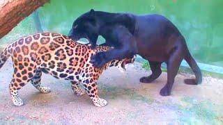 Como nacen las panteras negras  epic wild animal battles [upl. by Erika]