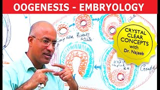 Oogenesis  Gametogenesis  Embryology🩺 [upl. by Anitahs]