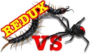 Redback Spider Vs Giant Centipede Redux EDUCATIONAL VIDEO [upl. by Ihcur]