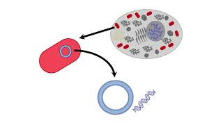 Mitochondria Function [upl. by Angle669]