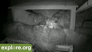 Great Horned Owl ATTACKS Peregrine Falcon Nest [upl. by Nata]