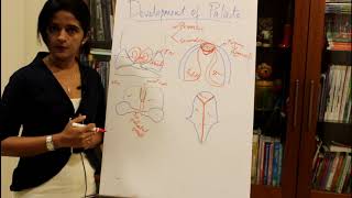 DEVELOPMENT OF THE PALATEHUMAN EMBRYOLOGYDR ROSE JOSE [upl. by Asik958]