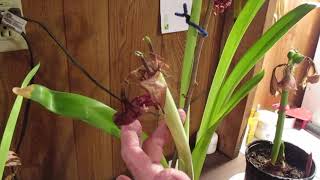 Amaryllis Hippeastrum Flower Stalk After Blooming [upl. by Erinna]