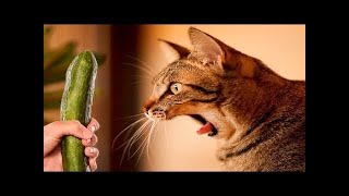 GATTI Contro CETRIOLO  GATTI DI PICKLE  Compilation di gatti divertenti [upl. by Nnylannej702]