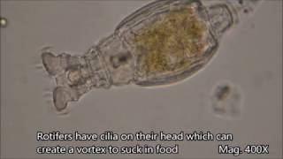 Rotifers under the microscope [upl. by Mose782]