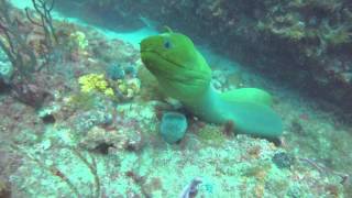 A Very Curious and Playful Green Moray Eel [upl. by Rellek708]