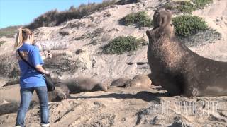 Talking With Elephant Seals [upl. by Hooker544]