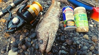 Catch n Cook Big NASTY Moray EEL [upl. by Sascha]