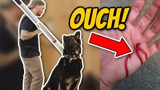 AGGRESSIVE German Shepherd ATTACKS Trainer Aggressive dog training [upl. by Narcissus]