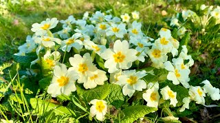 Primroses amp Why You Should Plant Some in YOUR Garden [upl. by Modnarb243]