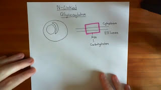 NLinked Glycosylation Part 1 [upl. by Oak24]