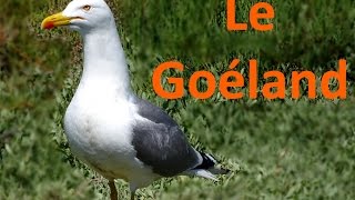 Histoire dEspèce 5 Le Goéland [upl. by Sontich286]