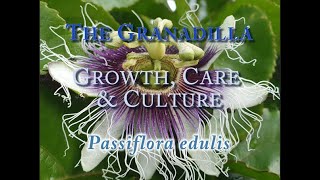 The Granadilla Growth Care and CulturePassiflora edulis [upl. by Hairacaz536]