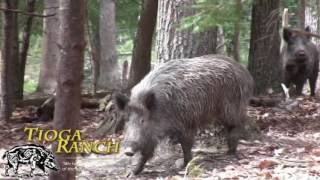 Trophy Russian Boar Hunting  Wild Boar Hunts in PA  Tioga Ranch [upl. by Petulia]