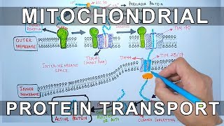 Mitochondria  from structure to function overview [upl. by Apps396]