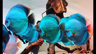 Giant Blue Diamond Discus Tank  Gorgeous Discus Aquarium 4K [upl. by Nnylsia]