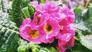 Primrose Care Primulas [upl. by Naret]