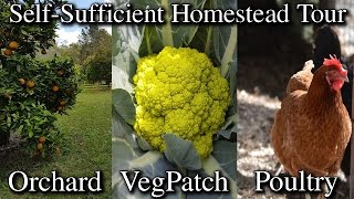 My Self Sufficient Homestead Property Tour from Front to Back [upl. by Arch]