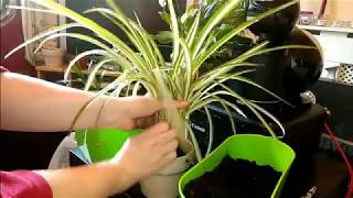 Repotting a Spider Plant  Chlorophytum Comosum [upl. by Anaeerb]